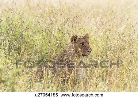 Stock Photography - Lioness close up as she sits watching through long backlit grass, Maasai Mara, Kenya. Fotosearch