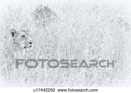 Lioness detail: head and front as she sits watching through long grass, with two others beyond, monochrome high key, Maasai Mara, Kenya View Large Photo Image Stock Image - Lioness detail: head and front as she sits watching through long grass, with two others beyond, monochrome high key, Maasai Mara, Kenya. Fotosearch