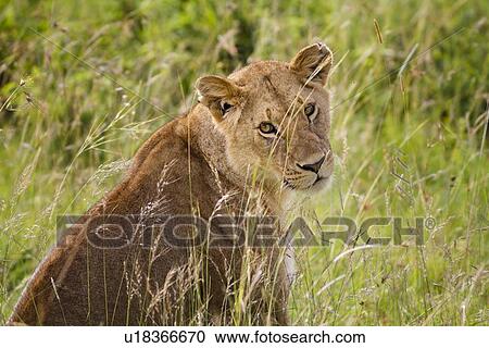 Lioness detail: head and front as she sits watching in long grass, Maasai Mara, Kenya View Large Photo Image Stock Image - Lioness detail: head and front as she sits watching in long grass, Maasai Mara, Kenya. Fotosearch
