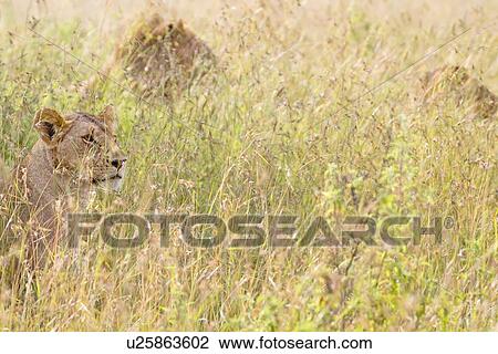 Lioness detail: head and front as she sits watching through long grass, with two others beyond, Maasai Mara, Kenya View Large Photo Image Stock Image - Lioness detail: head and front as she sits watching through long grass, with two others beyond, Maasai Mara, Kenya. Fotosearch