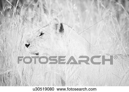 Stock Image - Lioness detail: head and front as she sits watching through long grass, high key monochrome, Maasai Mara, Kenya. Fotosearch