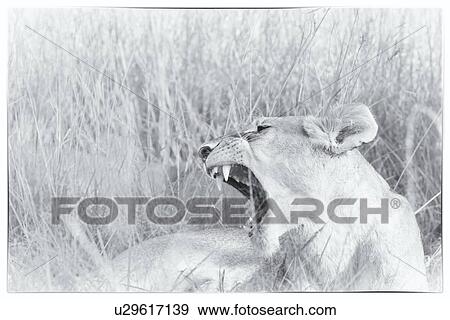 Lioness detail: head and front as she sits yawning in long grass, high key monochrome, Maasai Mara, Kenya View Large Photo Image Stock Photo - Lioness detail: head and front as she sits yawning in long grass, high key monochrome, Maasai Mara, Kenya. Fotosearch
