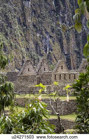 Machu Picchu Inca ruins: detail of agricultural sector terraces and buildings framed by greenery, with steep mountain wall beyond, Machu Picchu, Sacred Valley, Peru View Large Photo Image Stock Image - Machu Picchu Inca ruins: detail of agricultural sector terraces and buildings framed by greenery, with steep mountain wall beyond, Machu Picchu, Sacred Valley, Peru. Fotosearch