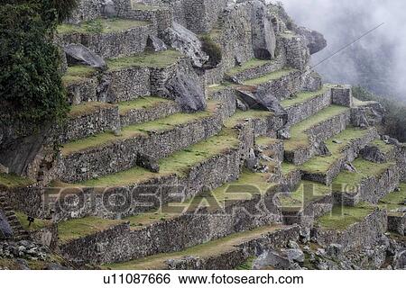 Machu Picchu Inca ruins: detail of agricultural sector terraces in mist, Machu Picchu, Sacred Valley, Peru View Large Photo Image Stock Photograph - Machu Picchu Inca ruins: detail of agricultural sector terraces in mist, Machu Picchu, Sacred Valley, Peru. Fotosearch