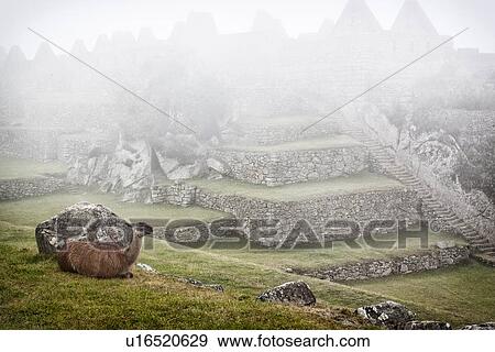 Machu Picchu Inca ruins: detail view of Eastern Urban sector with llama lying on esplanade, in early morning mists, Machu Picchu, Sacred Valley, Peru View Large Photo Image Stock Photo - Machu Picchu Inca ruins: detail view of Eastern Urban sector with llama lying on esplanade, in early morning mists, Machu Picchu, Sacred Valley, Peru. Fotosearch
