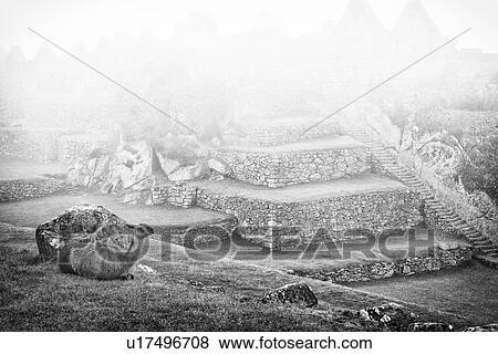 Machu Picchu Inca ruins: monochrome detail view of Eastern Urban sector with llama lying on esplanade, in early morning mists, Machu Picchu, Sacred Valley, Peru View Large Photo Image Stock Photo - Machu Picchu Inca ruins: monochrome detail view of Eastern Urban sector with llama lying on esplanade, in early morning mists, Machu Picchu, Sacred Valley, Peru. Fotosearch