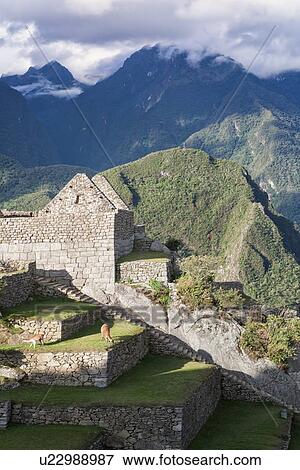 Stock Photo - Machu Picchu Inca ruins: view of Eastern Urban sector with two llamas on esplanade, in evening sunlight after storm, Machu Picchu, Sacred Valley, Peru. Fotosearch