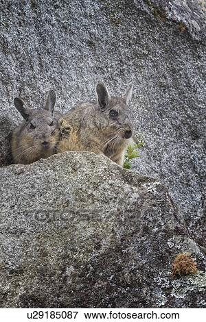 Machu Picchu: two Andean rodents (Vizcacha) perched on rock, close up, Machu Picchu, Sacred Valley, Peru View Large Photo Image Stock Photo - Machu Picchu: two Andean rodents (Vizcacha) perched on rock, close up, Machu Picchu, Sacred Valley, Peru. Fotosearch