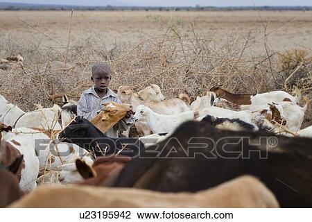 Masai child standing in front of traditional acacia thorn fence, herding cattle, close up view in village, Amboseli, Kenya, East Africa View Large Photo Image Stock Image - Masai child standing in front of traditional acacia thorn fence, herding cattle, close up view in village, Amboseli, Kenya, East Africa. Fotosearch
