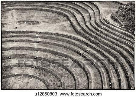 Monochrome aerial detail view of Moray Inca agricultural terraces in large circular patterns, Maras, Sacred Valley, Peru View Large Photo Image Stock Image - Monochrome aerial detail view of Moray Inca agricultural terraces in large circular patterns, Maras, Sacred Valley, Peru. Fotosearch