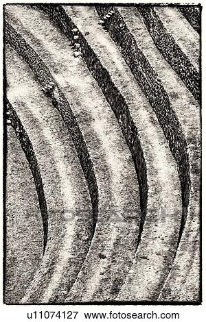 Stock Photo - Monochrome aerial detail view of Moray Inca agricultural terraces in large circular patterns, Maras, Sacred Valley, Peru. Fotosearch