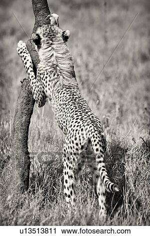 Stock Image - Monochrome back view of young cheetah standing on hind legs in long, dry grass sharpening claws on tree trunk, Lewa Downs, Kenya, East Africa. Fotosearch