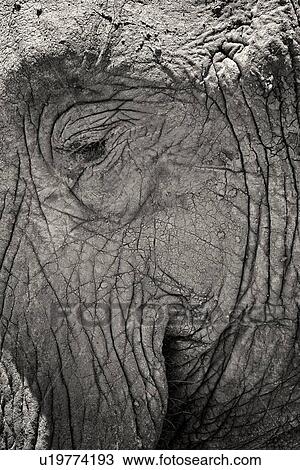 Stock Image - Monochrome close up detail of elephant eye and skin, Lewa Downs, Kenya, East Africa. Fotosearch