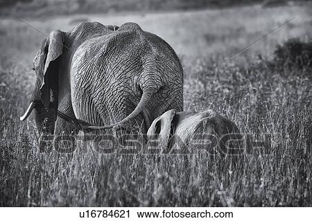Monochrome close up of elephant mother and baby rear view walking through grass, Maasai Mara, Kenya View Large Photo Image Stock Image - Monochrome close up of elephant mother and baby rear view walking through grass, Maasai Mara, Kenya. Fotosearch
