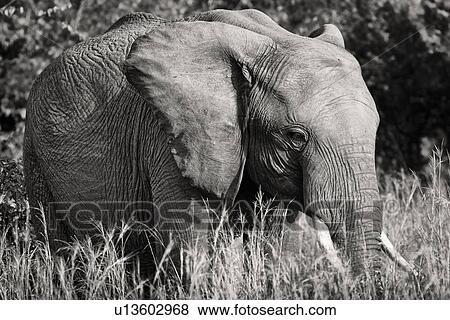 Monochrome close up of single adult elephant standing in long grass, side frontal view, Maasai Mara, Kenya View Large Photo Image Stock Photo - Monochrome close up of single adult elephant standing in long grass, side frontal view, Maasai Mara, Kenya. Fotosearch
