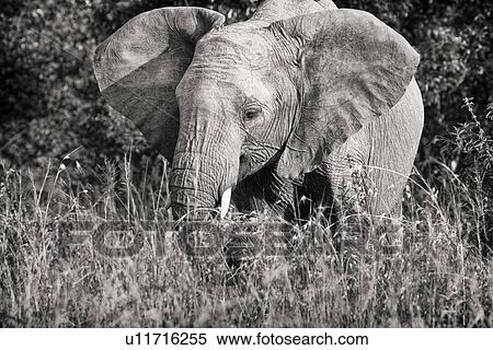 Monochrome close up of single adult elephant standing in long grass, side frontal view, Maasai Mara, Kenya View Large Photo Image Stock Photography - Monochrome close up of single adult elephant standing in long grass, side frontal view, Maasai Mara, Kenya. Fotosearch