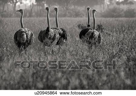 Picture - Monochrome close up view from back of group of female ostriches walking in long dry grass, with woodland in background, Maasai Mara, Kenya. Fotosearch