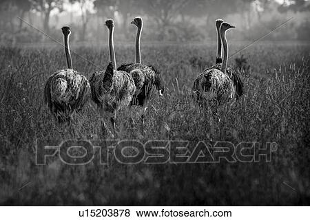 Stock Photo - Monochrome close up view from back of group of female ostriches walking in long dry grass, with woodland in background, Maasai Mara, Kenya. Fotosearch