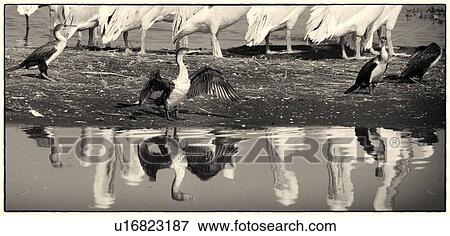 Stock Photo - Monochrome close up view of group of African pelicans standing at lakeshore, cormorant drying outstretched wings in foreground, with reflection in water, Lake Nakuru, Kenya. Fotosearch