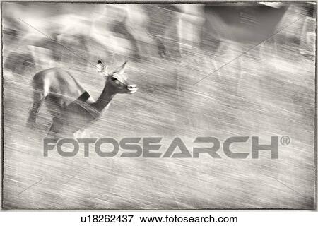 Stock Photo - Monochrome close up view of single impala running with motion blur background of rest of herd, Maasai Mara, Kenya. Fotosearch