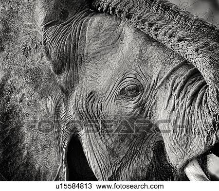 Stock Image - Monochrome detail of elephant face and eye with trunk raised over head, showing skin texture, Maasai Mara, Kenya. Fotosearch