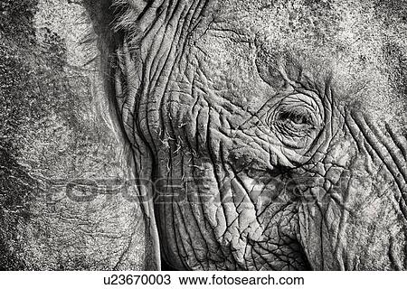 Stock Image - Monochrome detail of elephant face and eye showing skin texture, Maasai Mara, Kenya. Fotosearch