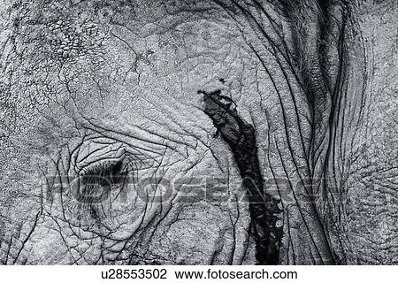 Stock Image - Monochrome detail of elephant face and eye showing skin texture, Maasai Mara, Kenya. Fotosearch