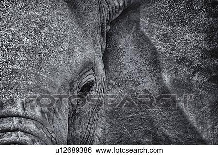 Stock Photograph - Monochrome detail of elephant face from frontal oblique angle, with focus on eye, and ear as background, Maasai Mara, Kenya. Fotosearch