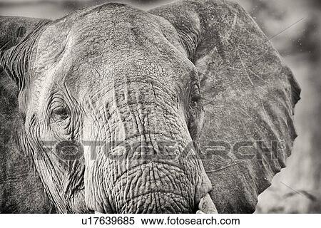 Monochrome detail of elephant face frontal view showing skin texture, Maasai Mara, Kenya View Large Photo Image Stock Photography - Monochrome detail of elephant face frontal view showing skin texture, Maasai Mara, Kenya. Fotosearch