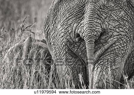 Picture - Monochrome detail of elephant mother and baby rear view close up walking through grass, Maasai Mara, Kenya. Fotosearch