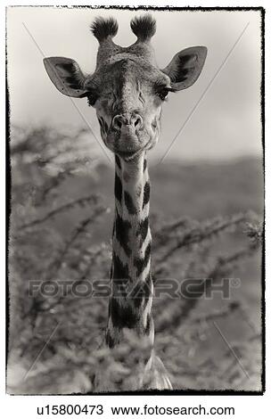 Monochrome detail of giraffe head and neck, frontal view as he peers above acacia, Maasai Mara, Kenya View Large Photo Image Stock Image - Monochrome detail of giraffe head and neck, frontal view as he peers above acacia, Maasai Mara, Kenya. Fotosearch