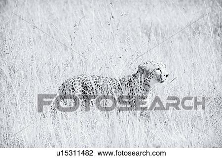 Stock Image - Monochrome high key side view of cheetah hunting in long grass, Maasai Mara, Kenya. Fotosearch