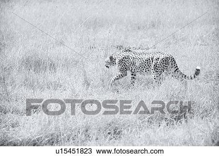 Stock Image - Monochrome high key side view of cheetah hunting in long grass, Maasai Mara, Kenya. Fotosearch
