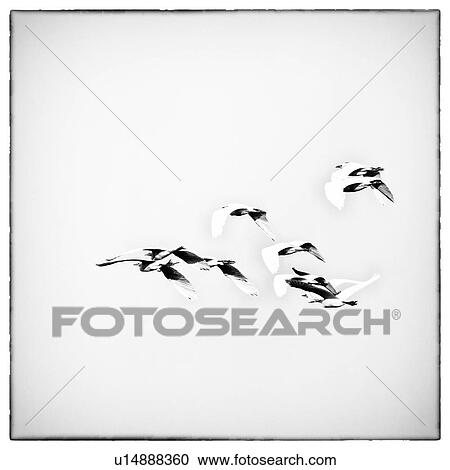 Stock Image - Monochrome high key view of group of cattle egrets flying diagonally in triangular formation, Maasai Mara, Kenya. Fotosearch