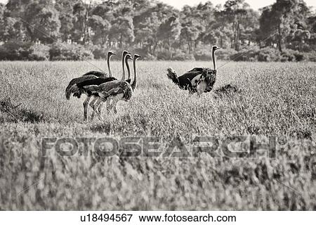Stock Photo - Monochrome side view of group of female ostriches walking in long dry grass, with woodland in background, Maasai Mara, Kenya. Fotosearch