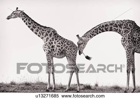 Pair of adult giraffes, pre-mating behaviour of male neck arched gracefully sniffing female rear, monochrome, Masai Mara, Kenya, East Africa View Large Photo Image Stock Photography - Pair of adult giraffes, pre-mating behaviour of male neck arched gracefully sniffing female rear, monochrome, Masai Mara, Kenya, East Africa. Fotosearch