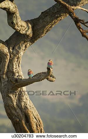 Stock Image - Pair of Lilac breasted rollers perching on branch, framed by curving tree trunk, Maasai Mara, Kenya. Fotosearch
