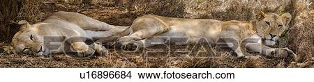 Panorama close up view of two lionesses lying outstretched in dry grass, Lewa Downs, Kenya, East Africa View Large Photo Image Picture - Panorama close up view of two lionesses lying outstretched in dry grass, Lewa Downs, Kenya, East Africa. Fotosearch