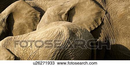 Panorama of elephant group with ears and backs, showing skin texture and outlines of bodies together while walking in morning golden light, Maasai Mara, Kenya View Large Photo Image Stock Image - Panorama of elephant group with ears and backs, showing skin texture and outlines of bodies together while walking in morning golden light, Maasai Mara, Kenya. Fotosearch
