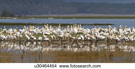 Picture - Panorama view of large group of pelicans at lakeshore, reflected in water, with grass, and woodland beyond, Lake Nakuru, Kenya. Fotosearch