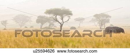 Stock Photograph - Panorama view of two elephant browsing in long dry grass amongst acacia trees in early morning fog, Maasai Mara, Kenya. Fotosearch