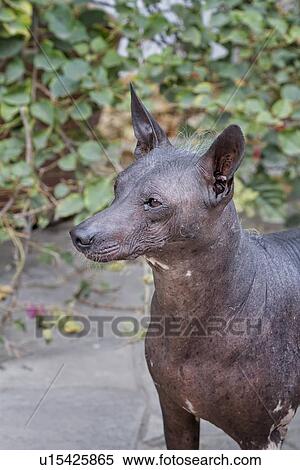 Peruvian hairless dog, detail of head and chest: Lima, Peru View Large Photo Image Stock Photography - Peruvian hairless dog, detail of head and chest: Lima, Peru. Fotosearch