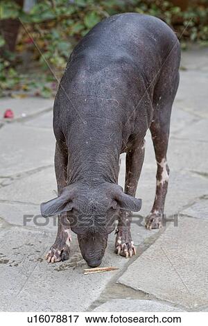 Stock Photo - Peruvian hairless dog sniffing ground, frontal view: Lima, Peru. Fotosearch