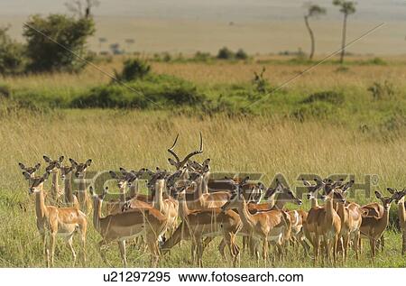 Stock Photography - Scenic view of group of female impalas standing in soft evening light with male in centre, Maasai Mara, Kenya. Fotosearch