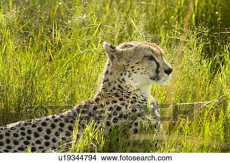 Picture - Side view detail of cheetah head and front, lying in green grass backlit in evening sunshine, Maasai Mara, Kenya. Fotosearch