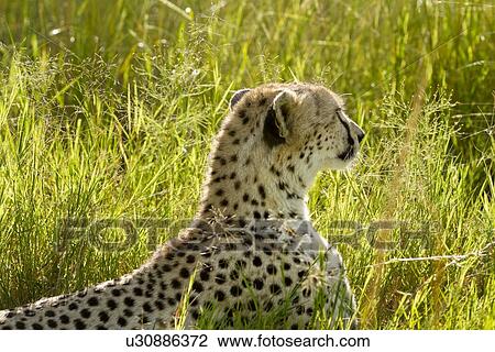 Stock Image - Side view detail of cheetah head and front, lying in green grass backlit in evening sunshine, Maasai Mara, Kenya. Fotosearch