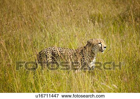 Stock Photo - Side view of cheetah hunting in long grass, Maasai Mara, Kenya. Fotosearch
