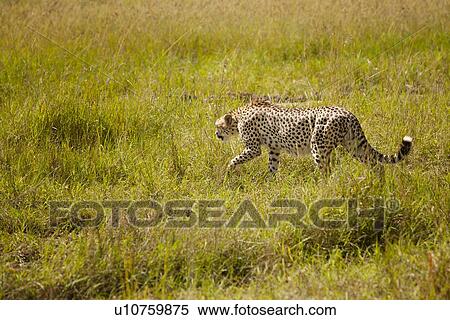 Stock Photography - Side view of cheetah hunting in long grass, Maasai Mara, Kenya. Fotosearch