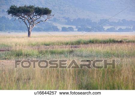 Stock Photo - Single acacia tree bathed in golden morning light in grassland with wooded hillside beyond, Maasai Mara, Kenya. Fotosearch