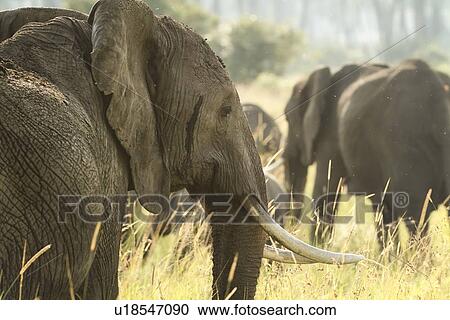 Single adult elephant close up detail of head from side view, in morning light and dust with other elephants beyond, Maasai Mara, Kenya View Large Photo Image Stock Image - Single adult elephant close up detail of head from side view, in morning light and dust with other elephants beyond, Maasai Mara, Kenya. Fotosearch